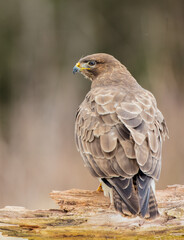 Common Buzzard in early spring at a wet forest