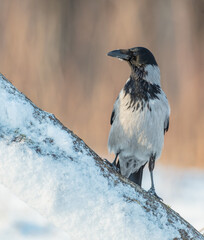 Hooded Crow - at the wet forest in early spring