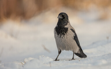 Hooded Crow - at the wet forest in early spring