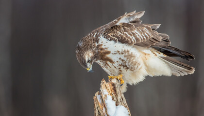 Common Buzzard in early spring at a wet forest