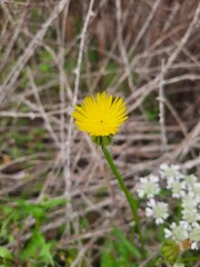 dandelion in the grass
