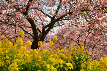 西平畑公園の河津桜と菜の花 ( 神奈川県 松田町 )