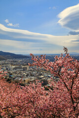 西平畑公園の河津桜 ( 神奈川県 松田町 )