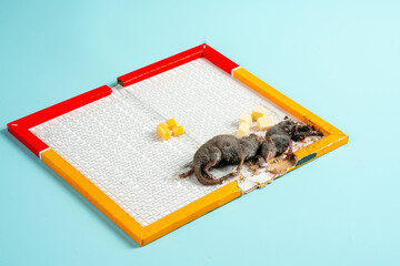 A wild mouse or rat found dead stuck to a rodent glue trap isolated on blue background.