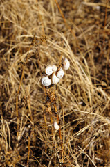 famille d'escargots
