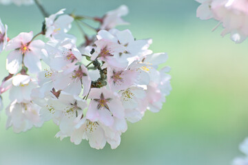 ソメイヨシノの桜の花