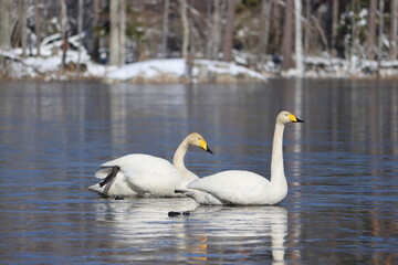 Sweden. The whooper swan, also known as the common swan, pronounced hooper swan, is a large northern hemisphere swan. 