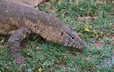 Closeup picture of a Nile monitor (latin name: Varanus niloticus), in Zambia