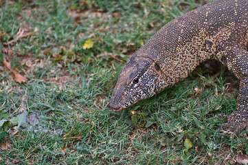 Closeup picture of a Nile monitor (latin name: Varanus niloticus), in Zambia