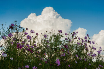 Obraz na płótnie Canvas Beautiful cosmos flowers in garden under sky