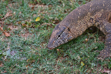 Closeup picture of a Nile monitor (latin name: Varanus niloticus), in Zambia