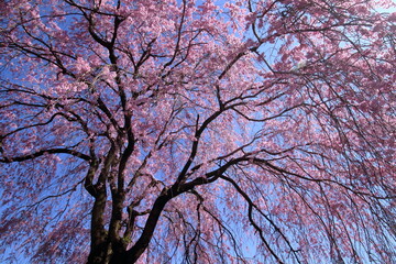 頓定のしだれ桜　下からの眺め　（高知県　香美市）