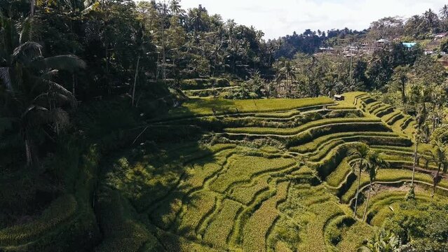 Flying above rice terrace in Bali