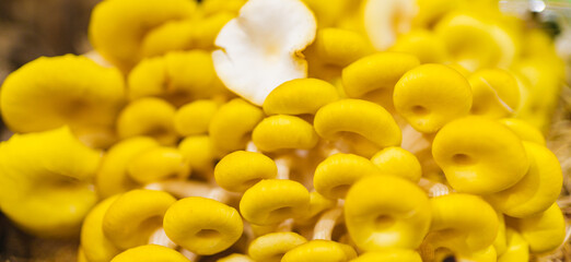 background of yellow oyster mushrooms, pattern, copy space