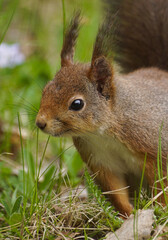 Fototapeta premium squirrel eating nut