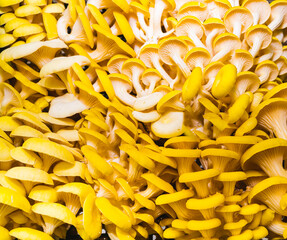 background of yellow oyster mushrooms, pattern, copy space