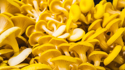 background of yellow oyster mushrooms, pattern, copy space
