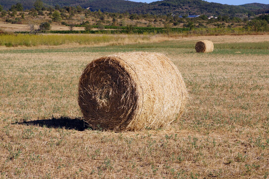 Rouleaux de paille en quinconce