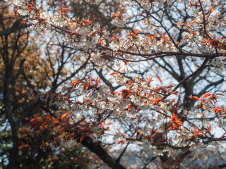 若草山のヤマザクラ