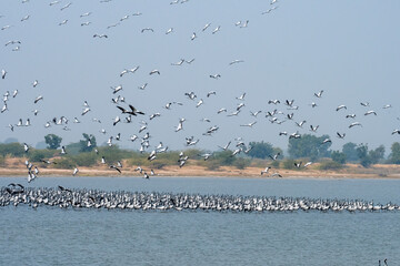 Demoiselle crane or Grus virgo observed near Nalsarovar in Gujarat, India