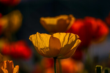 Poppies in the sunlgiht