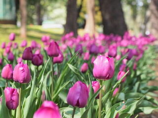 埼玉県彩の森公園
