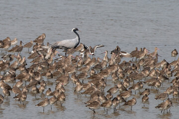 Demoiselle crane or Grus virgo and Godwits observed near Nalsarovar in Gujarat