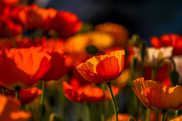 Poppies in the sunlgiht