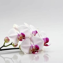 Fototapeta na wymiar Orchid on white background, mother's day, copy space, Generative IA