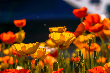 Poppies in the sunlgiht