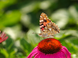 Distelfalter auf Blüte im Garten