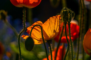 Poppies in the sunlgiht