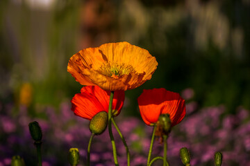 Poppies in the sunlgiht