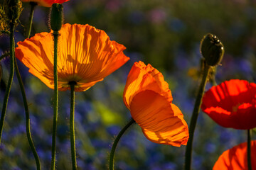 Poppies in the sunlgiht