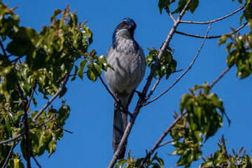 california scrub jay