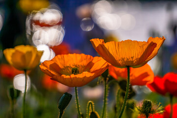 Poppies in the sunlgiht