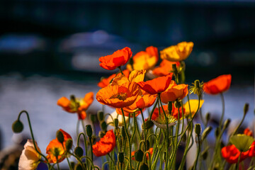 Poppies in the sunlgiht