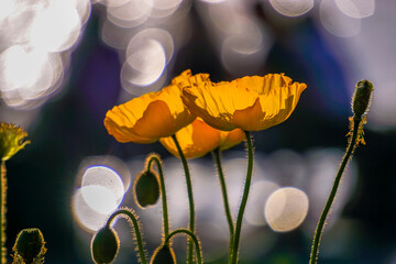 Poppies in the sunlgiht