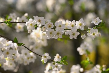 Flowering tree. Beautiful spring background with nature. Colorful flowers in spring time.
