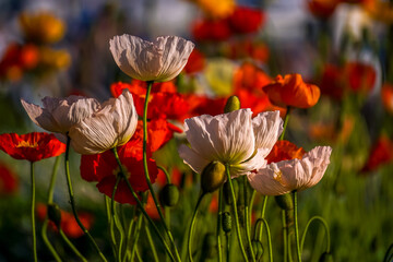Poppies in the sunlgiht