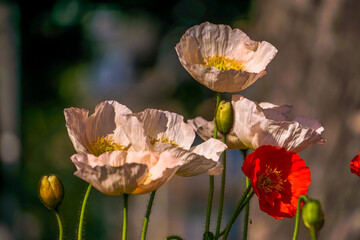 Poppies in the sunlgiht