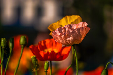 Poppies in the sunlgiht