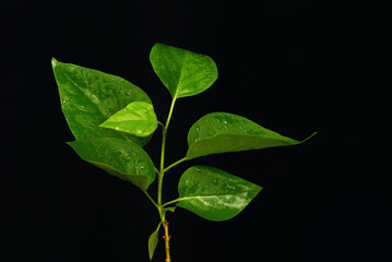 young green lilac leaves in studio black background