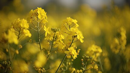 Macro shot of canola blooms in vibrant yellow hue. Generative AI