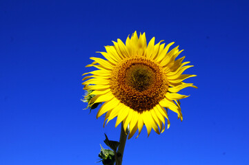 Tournesol sur fond de ciel