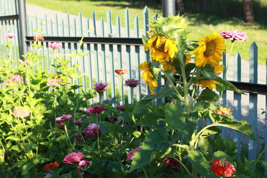Sunflower in the garden photo background
