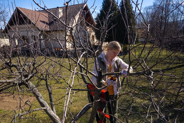 Aerial view of a woman pruning fruit trees in her garden from a ladder.  Springtime gardening jobs.