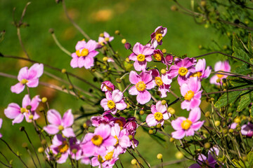 Beautiful rose flowers