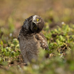 Sideways burrowing owl