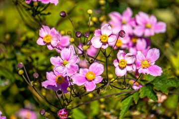 Beautiful rose flowers